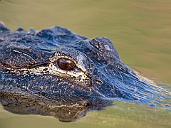 American Alligator